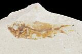 Four Cretaceous Fossil Fishes (Hemisaurida) - Lebanon #162804-2